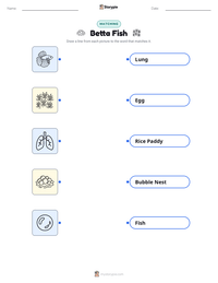Betta Fish printable worksheet preview