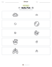 Betta Fish printable worksheet preview