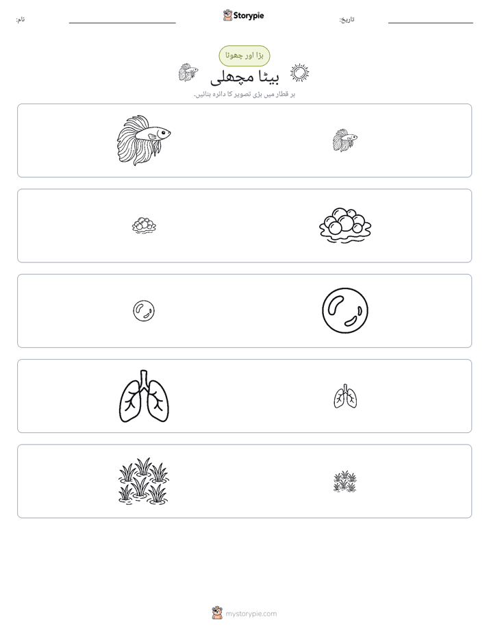 ترتیب دینا