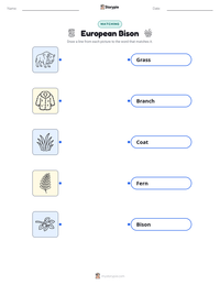 European Bison printable worksheet preview