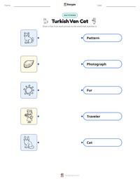 Turkish Van Cat printable worksheet preview