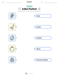 Indian Peafowl printable worksheet preview