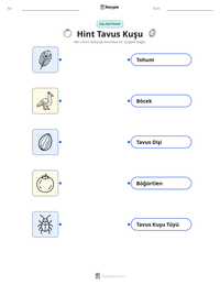 Hint Tavus Kuşu yazdırılabilir çalışma sayfası önizlemesi