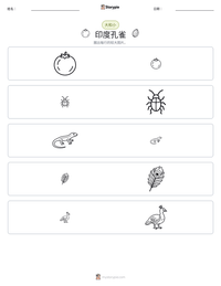 印度孔雀 可打印工作表预览