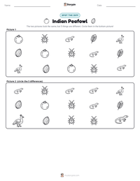 Indian Peafowl printable worksheet preview