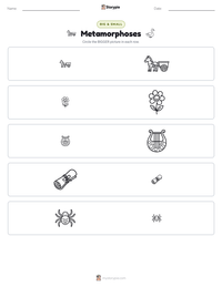 Metamorphoses printable worksheet preview