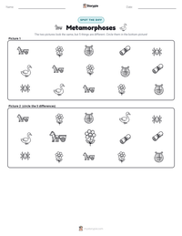 Metamorphoses printable worksheet preview